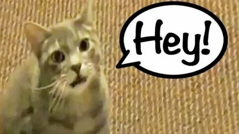 Hey was