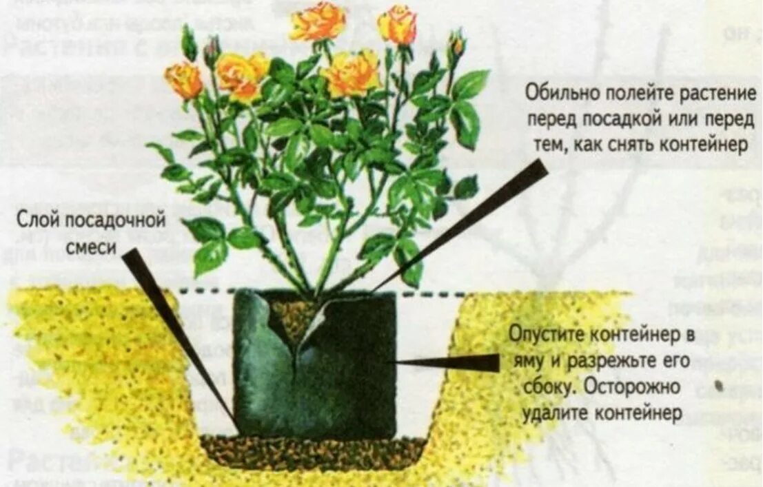 Высаживать и как ухаживать. Посадка чайно-гибридных роз весной. Посадка чайно гибридных роз. Посадка кустовой розы в открытый грунт весной.