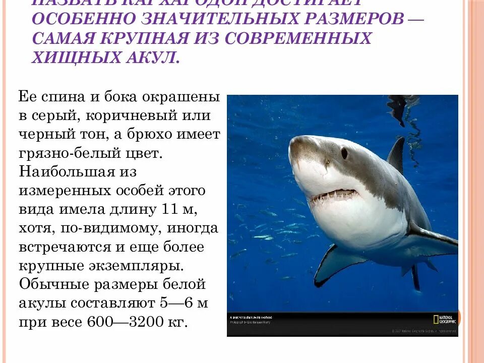 Как можно назвать акулу