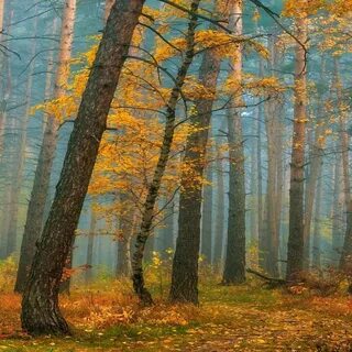 След золотая осень