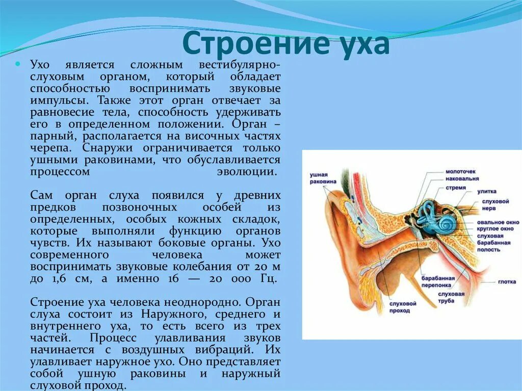 Характеристика уха человека. Строение уха с описанием. Анатомия органов слуха с описанием. Строение органа слуха. Строение уха человека.
