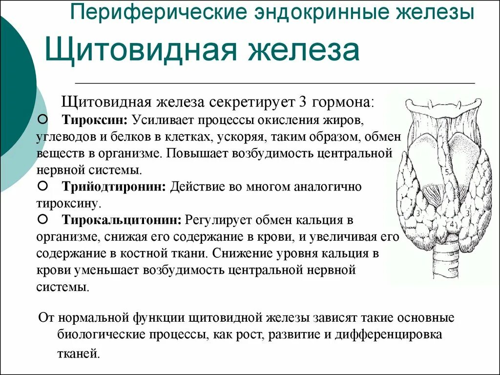 Заболевание при недостатке тироксина. Гормоны щитовидной железы кратко. Гормоны щитовидной железы и их функции заболевания. Тироксин гормон щитовидной железы. Строение щитовидной железы гормоны анатомия.