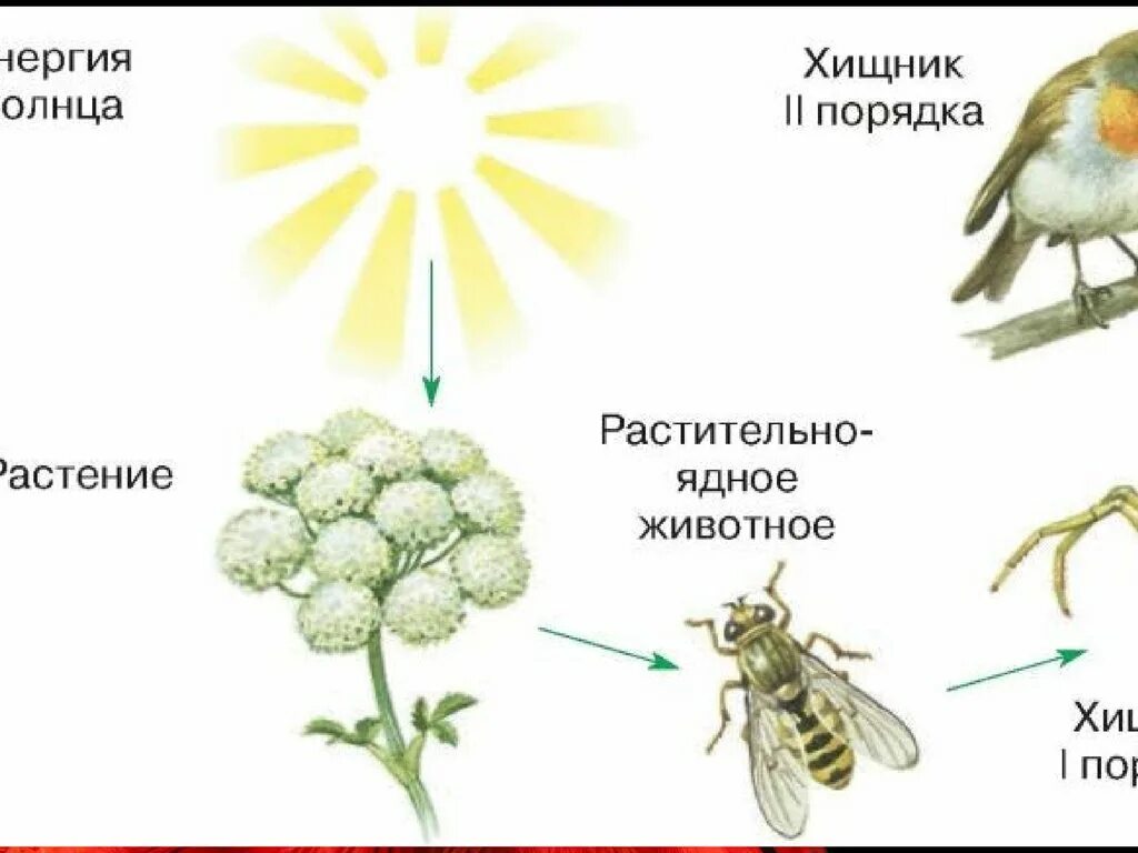 Передача по цепи питания энергии и вещества. Передача по цепи питания энергии и вещества по биологии. Передача энергии по пищевым цепям. Взаимосвязь растений и насекомых.