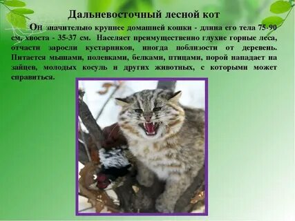 Амурский кот красная книга
