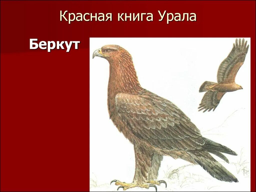 Красная книга россии свердловская область. Беркут красная книга. Птицы Свердловской области занесенные в красную книгу. Красная книга Урала. Животные Урала занесенные в красную книгу.