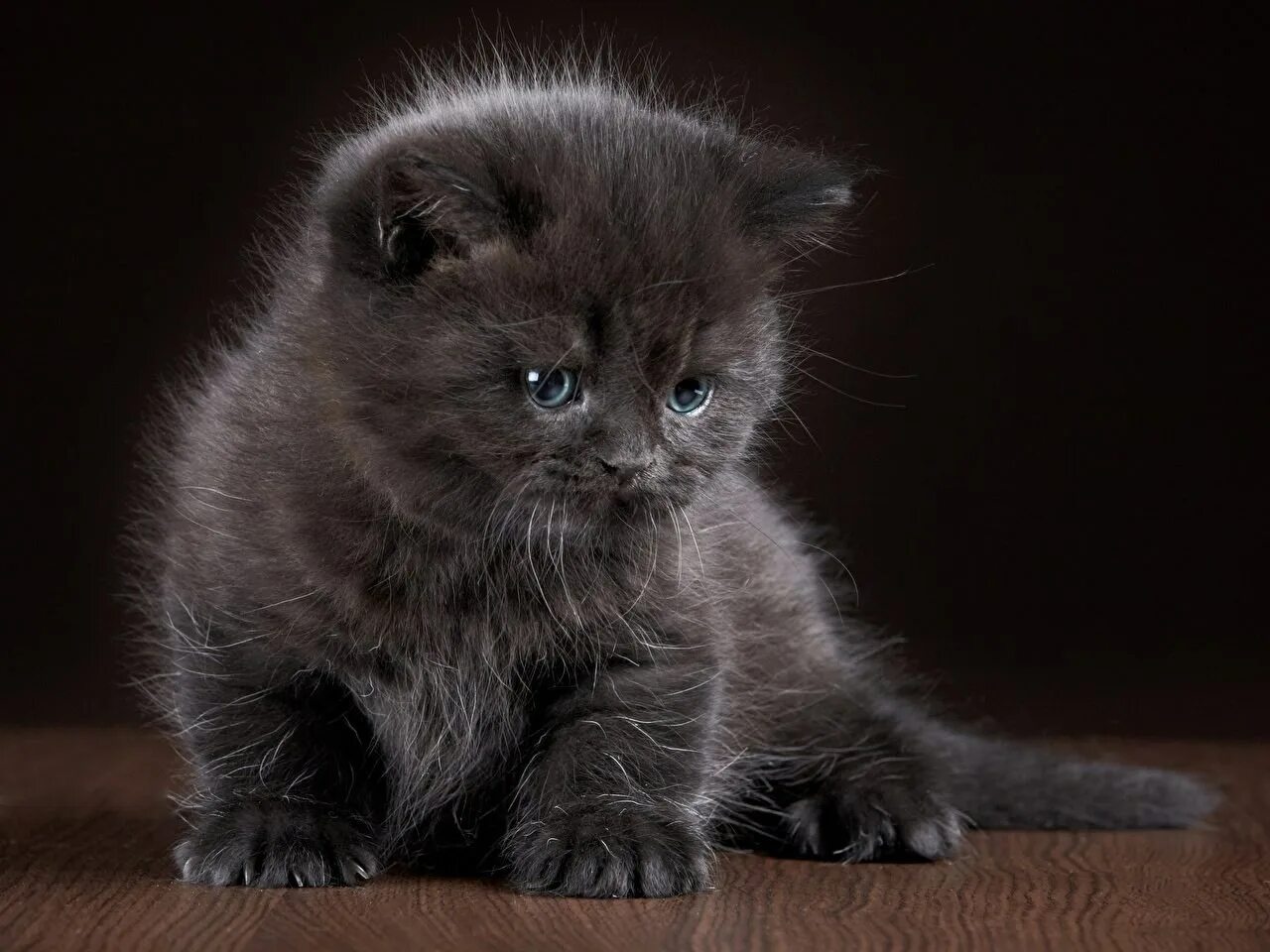 Какие котенки