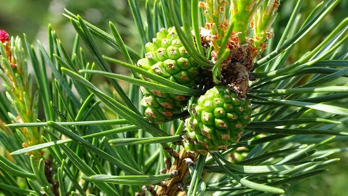 свойства сосновых шишек. шишковое варенье "сосновое". варенье из сосновых шишек. полезные свойства шишек. сосновые шишечки зеленые.