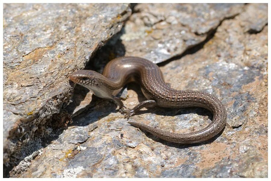 Земноводные пустыни. Глазчатый хальцид. Трехпалый халцид. Chalcides Chalcides. Ящерица. Хальцид глазчатый Chalcides ocellatus.