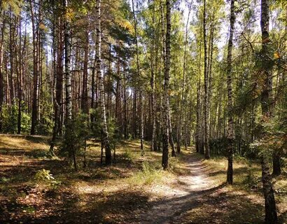 Хвойно березовый лес