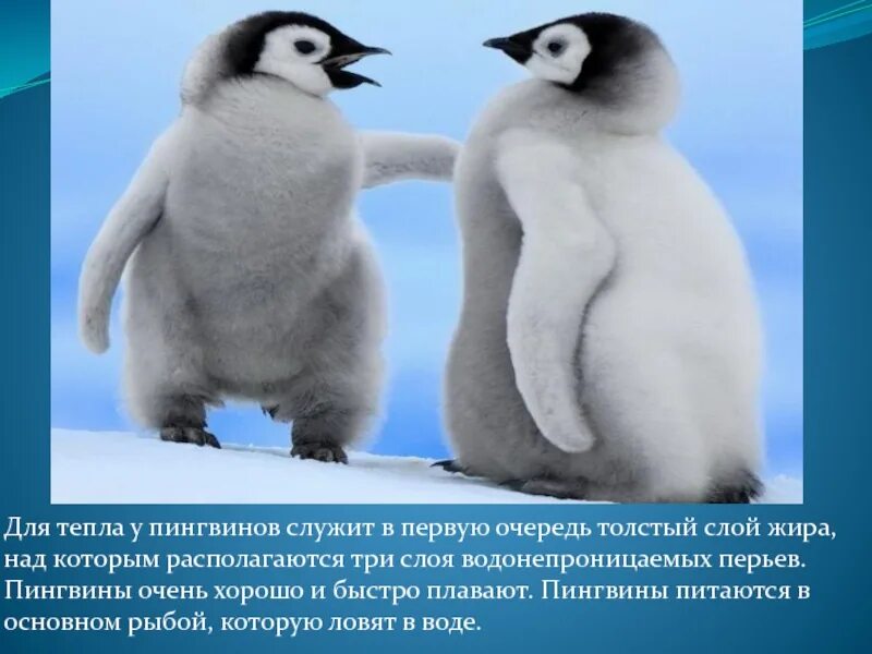 Шерсть пингвина. Перья пингвина. слой жира у пингвина. оперение пингвинов.