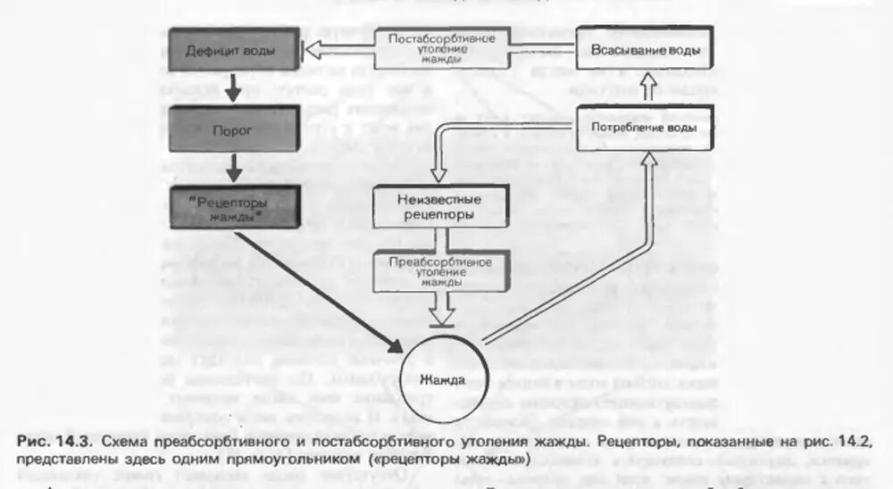 Функции жажды. Функции жажды