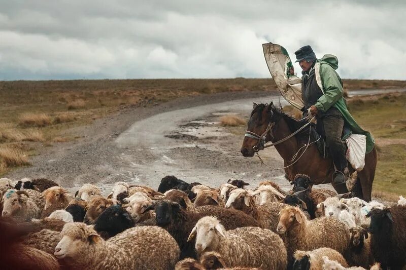 Пастухи гонят стадо. Чабанская пастушья. Чабан пастух Кавказ. Горный Чабан. Чабан пастух овец.