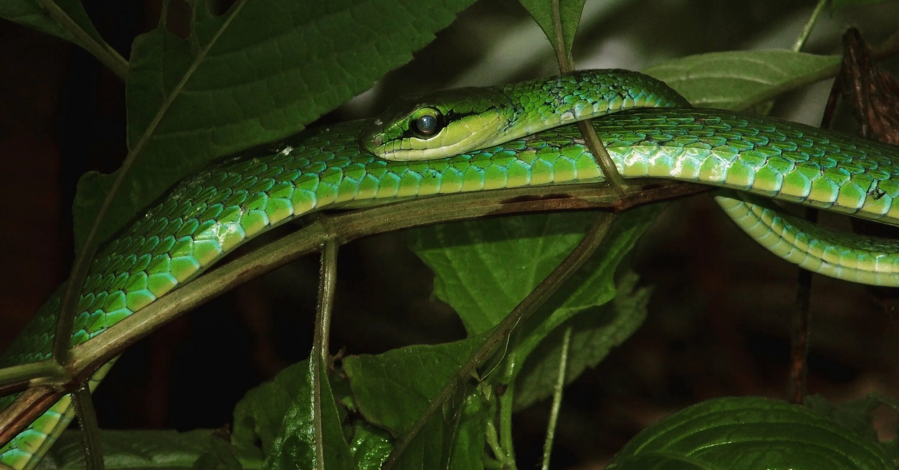Dispholidus typus viridis - Common Boomslang Rettili, Anfibi, Serpente