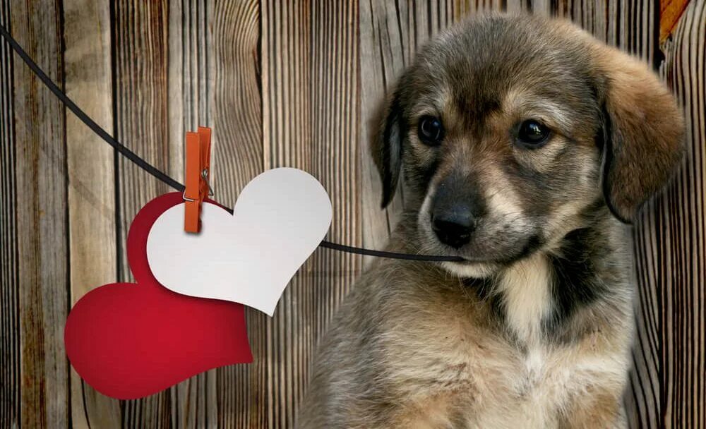 Собачка с сердечком. Собачка с сердечком. Собачка сердце. Щенок с сердечком. Собачка сердце.