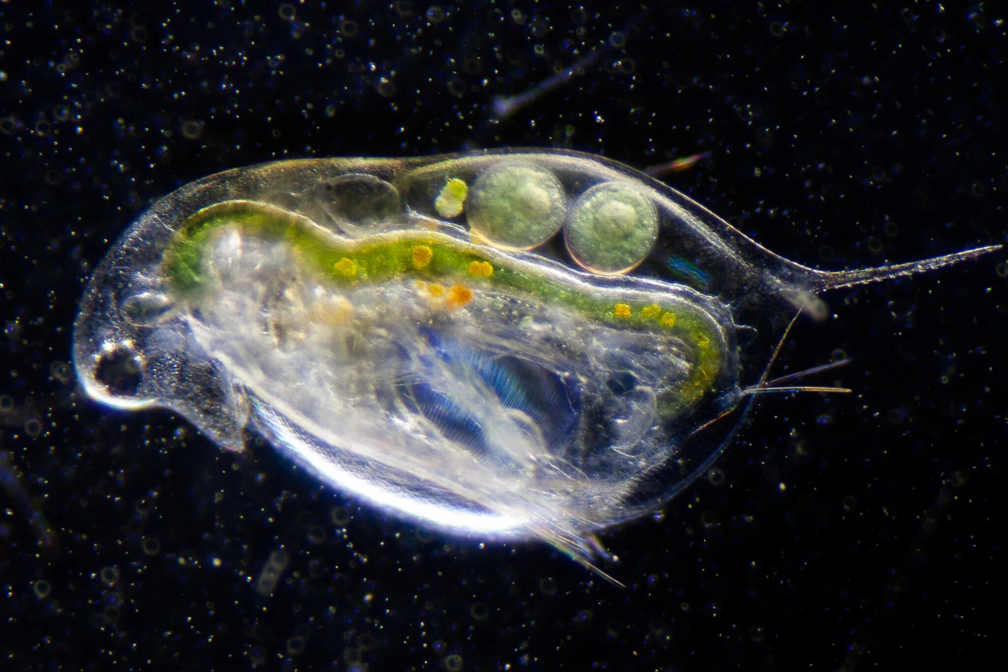 Личинка дафнии. Daphnia longispina. Дафнии и циклопы. Панцирь дафний. Личинка стрекозы дафния