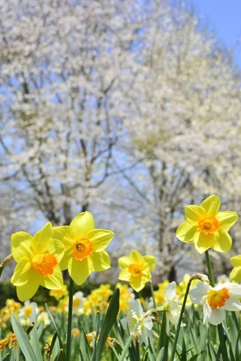 Нарциссы в апреле. Нарциссы нарциссы голландия. друскининкай нарциссы весной. железноводск нарциссы. весенние цветы нарциссы.