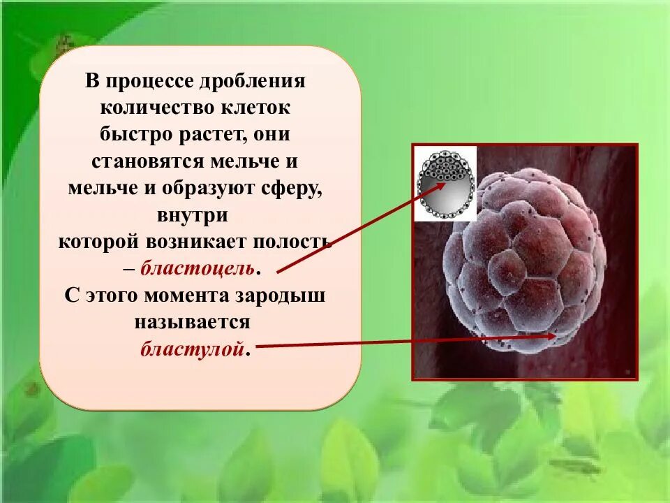 Сколько клеток входит