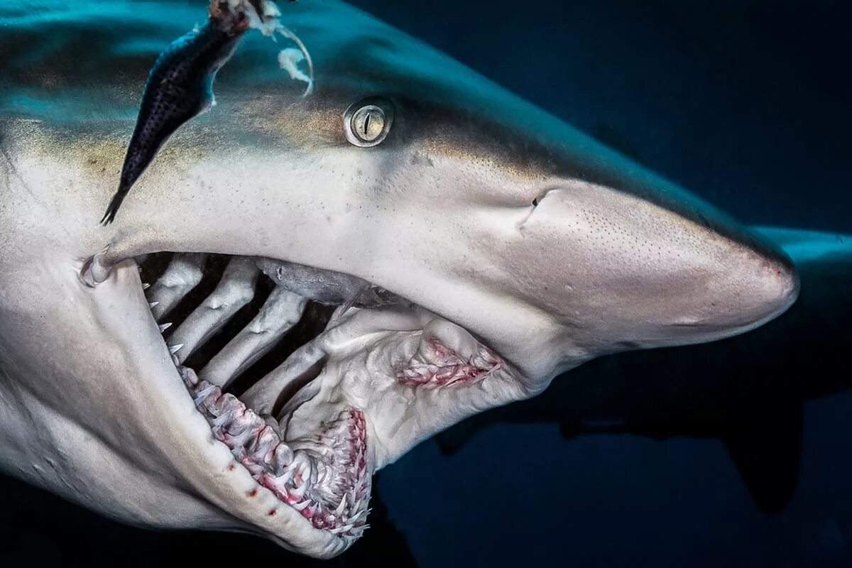 Самая сильная челюсть. Тигровая акула с открытой пастью.
