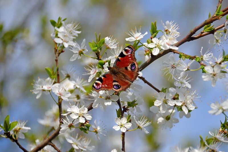 Птицы радуются весне. Птицы и насекомые весной. Весенние бабочки.