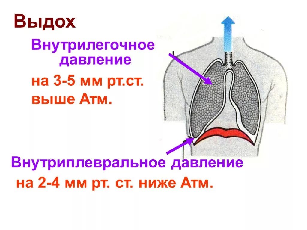 Выдох давление в легких. Внутрилегочное и внутриплевральное давление на вдохе и выдохе. Внутриплевральное и внутрилегочное давление физиология. Внутрилегочное давление это. Внутриплевральное давление при выдохе.