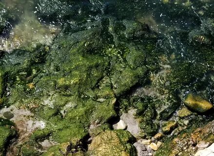 Moss green