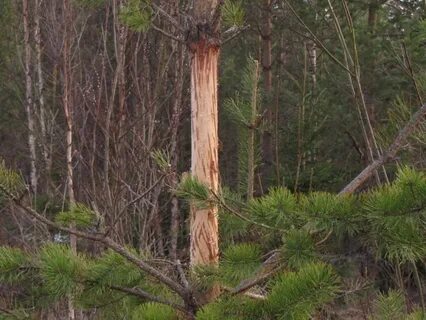 Эти кормятся большие хвоей и красивые