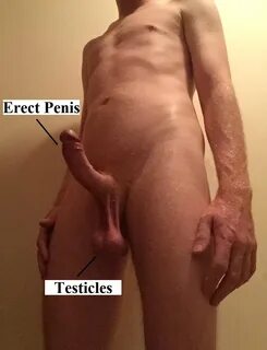 File:Male genitals - erect penis and testicles.jpg. 