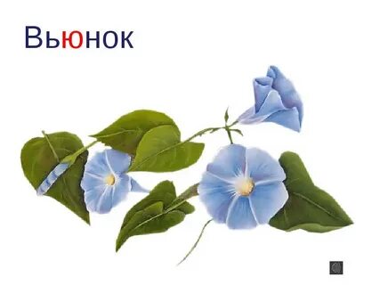 Вьюнок букв и звуков