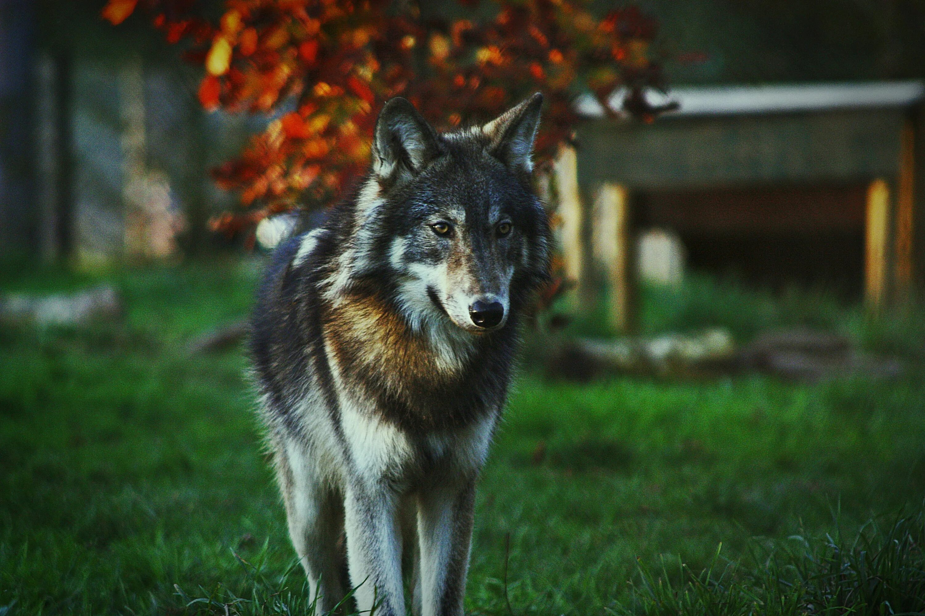 Волк. Молодой волк. Милый волк. Молодые волки. Beautiful wolves