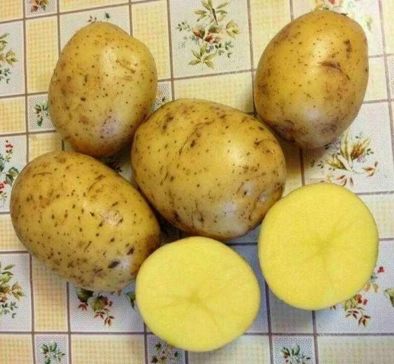 Какой сорт картофеля рассыпчатый и вкусный. Картофель семенной сорт Гала, Адретта.. Картофель жёлтый Гала. Картошка жёлтая сорта Гала. Сорт желтого картофеля Гала.