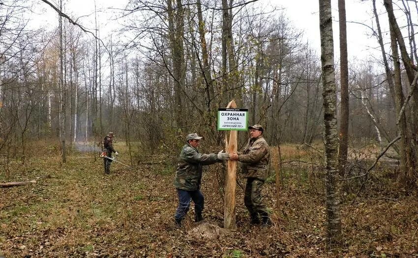 Строят заповедники. Строительство заповедников. Воронежский заповедник ломовской парк. Строят заповедники. Приокско-террасный заповедник зубры.