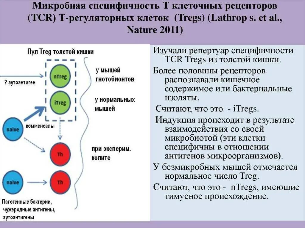 Созревание иммунных клеток. Регуляторные лимфоциты. Регуляторные клетки иммунной системы. Типы регуляторных т-клеток. Т-клеточный Рецептор (TCR).