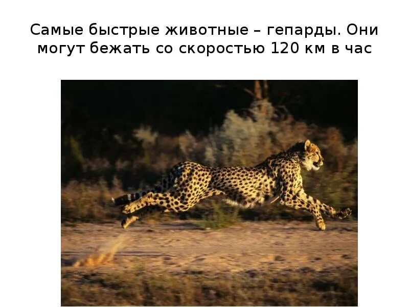 Дальше них мог пробежать только самый быстрый