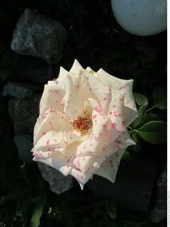 Answer rose
