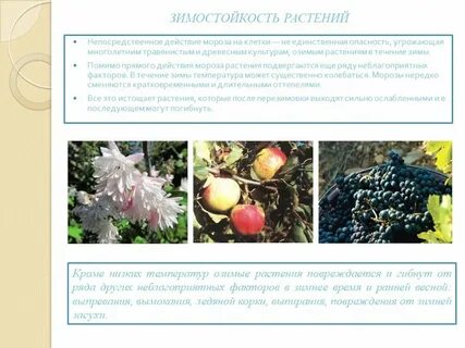 Зимостойкость