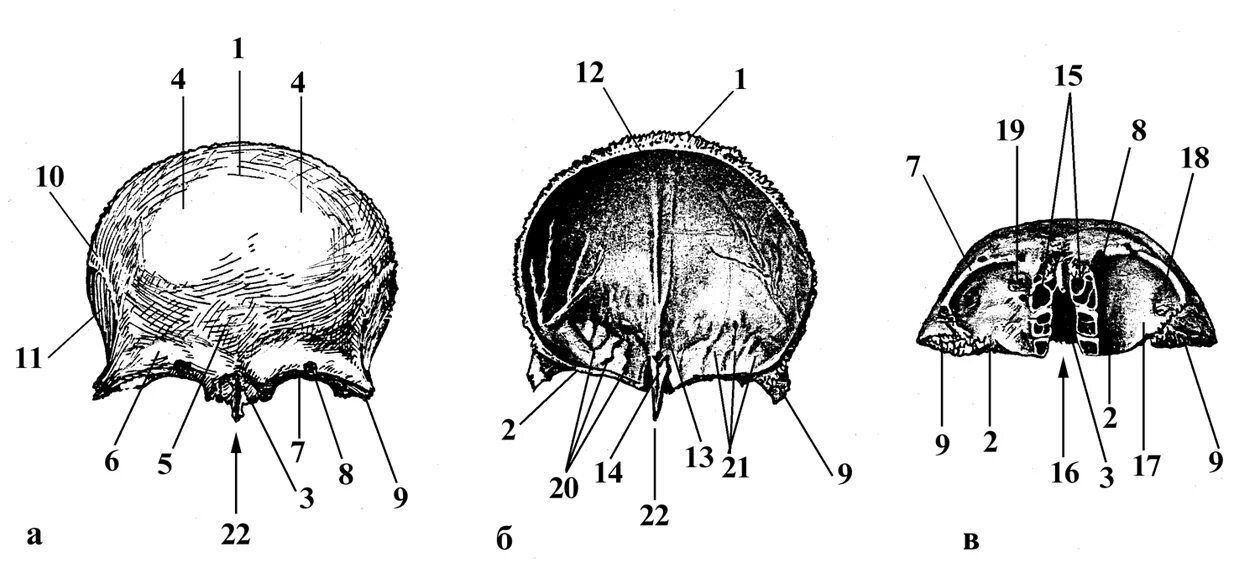 Кости черепа лобная кость анатомия. Лобная кость черепа анатомия человека. Лобная кость вид спереди вид снизу. Строение лобной кости черепа.