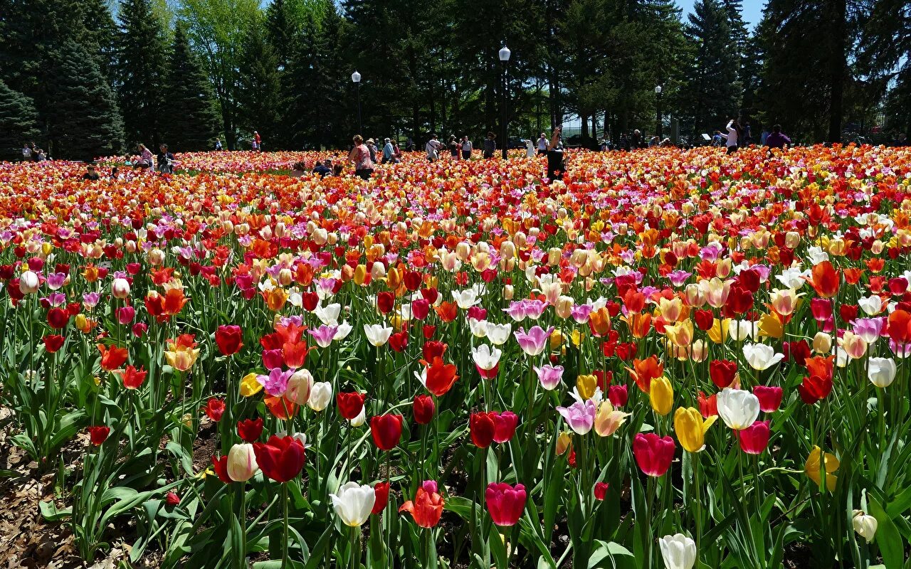 Канада Tulip City. Тюльпан Монреаль. Тюльпан Квебек. Ботанический сад Калининград тюльпаны. Растительность канады