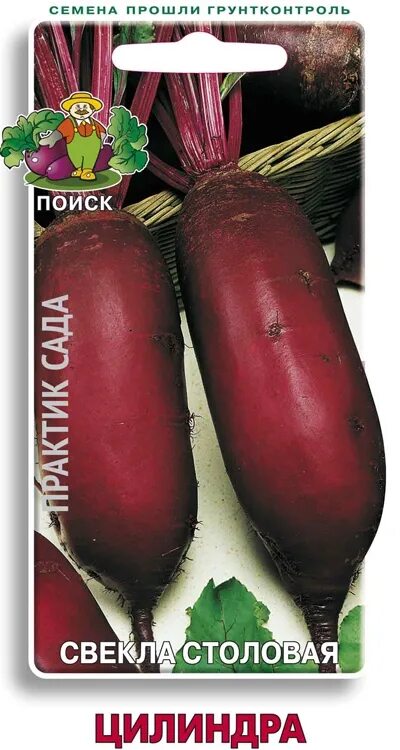 Сорт свеклы цилиндра. Свекла цилиндра. свекла столовая цилиндра. свекла цилиндрическая сорта.