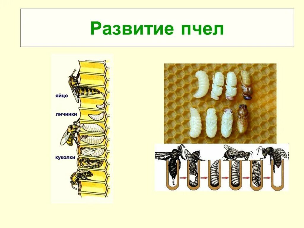 Стадии пчелы. Стадии развития медоностной пчел. стадии развития пчелы схема. стадии развития пчелиной личинки. жизненный цикл развития пчелы.
