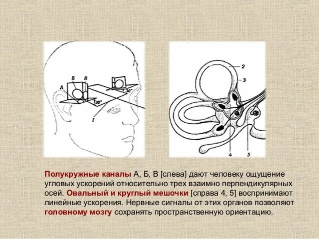 Для каких профессий важен вестибулярный аппарат. Чувство равновесия вестибулярный аппарат. Вестибулярный аппарат человека. Вестибулярная дуга. Где находится вестибулярный аппарат у человека.