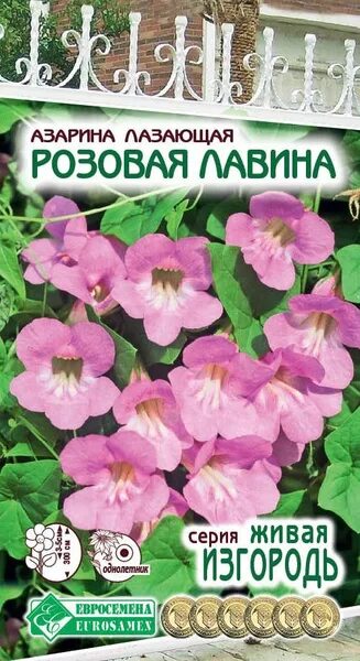 Азарина: посадка и уход в открытом грунте, выращивание из семян, виды и сорта с 