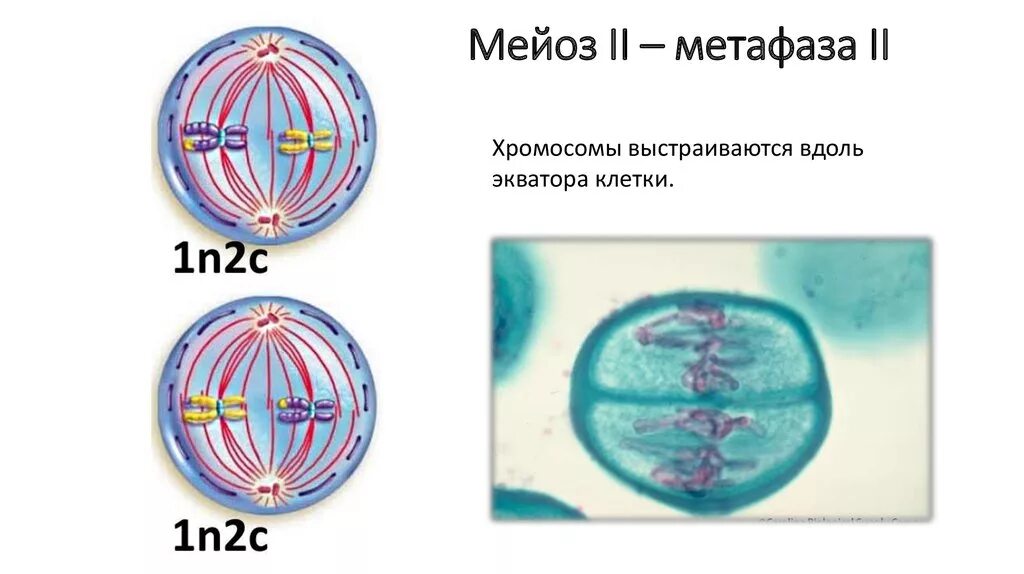 Метафаза мейоза ii. Метафаза мейоза 2. мейоз 2 метафаза 2. фазы деления мейоза метафаза. анафаза мейоза 2 егэ.