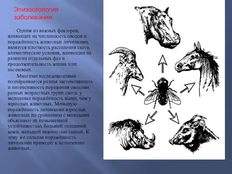 Подкожный Овод рогатого скота. Личинки подкожного овода КРС.