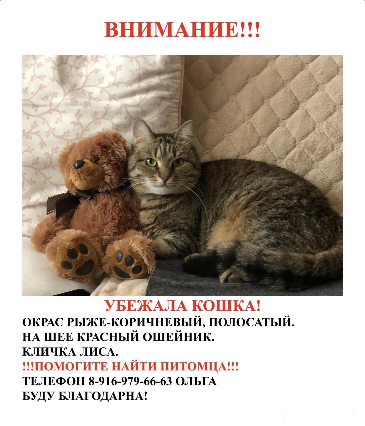 Как найти сбежавшую кошку
