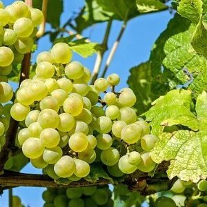 Виноград элден