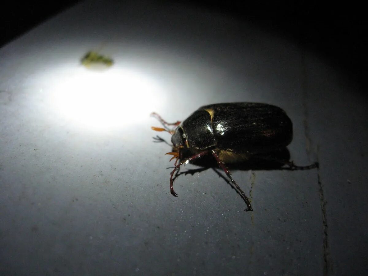 хрущ жук сочи. майский хрущак жук с крыльями. жук коричневый хрущ. черный летающий жук. ночные жуки.