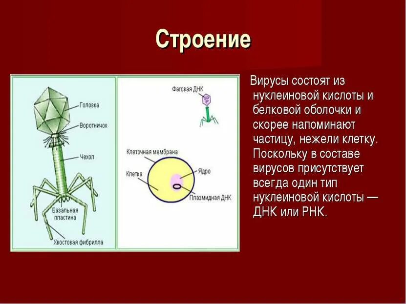 Вирусы состоят из нуклеиновой кислоты. Вирусы состоят из. Строение вируса. Из чего состоит вирус. Вирусы состоят из клеток.