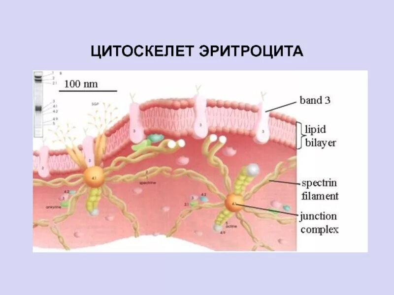 Плазмолемма эритроцита. Плазмолемма и примембранный цитоскелет эритроцитов. Эритроцит мембрана строение спектрин. Строение плазмолеммы эритроцита. Строение мембраны эритроцита.