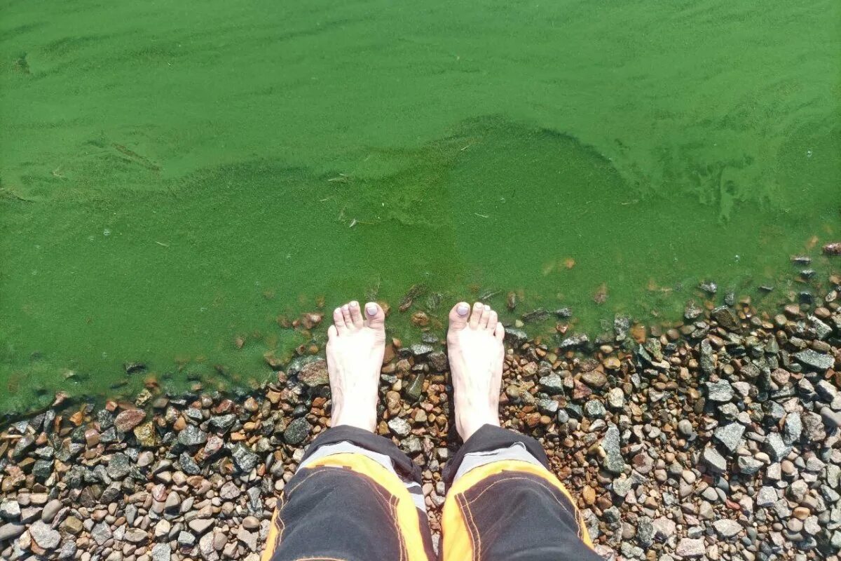 Насколько грязно. Цветение воды. Зеленая вода. Чистая река. Зеленая вода на Волге.