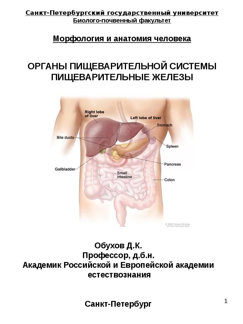 Железы пищеварительной системы. Органы пищеварительной системы и пищеварительные железы. Строение пищеварительных желез человека. Пищеварительные железы человека анатомия.